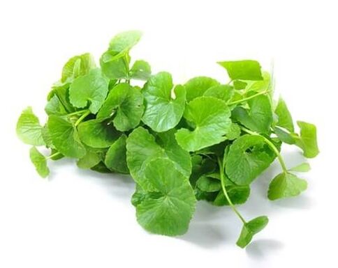 Predstonorm sudėtyje yra gotu kolos (Centella asiatica)